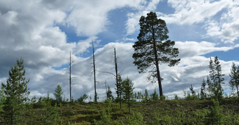 AGIR POUR LA FORET ET INVESTIR